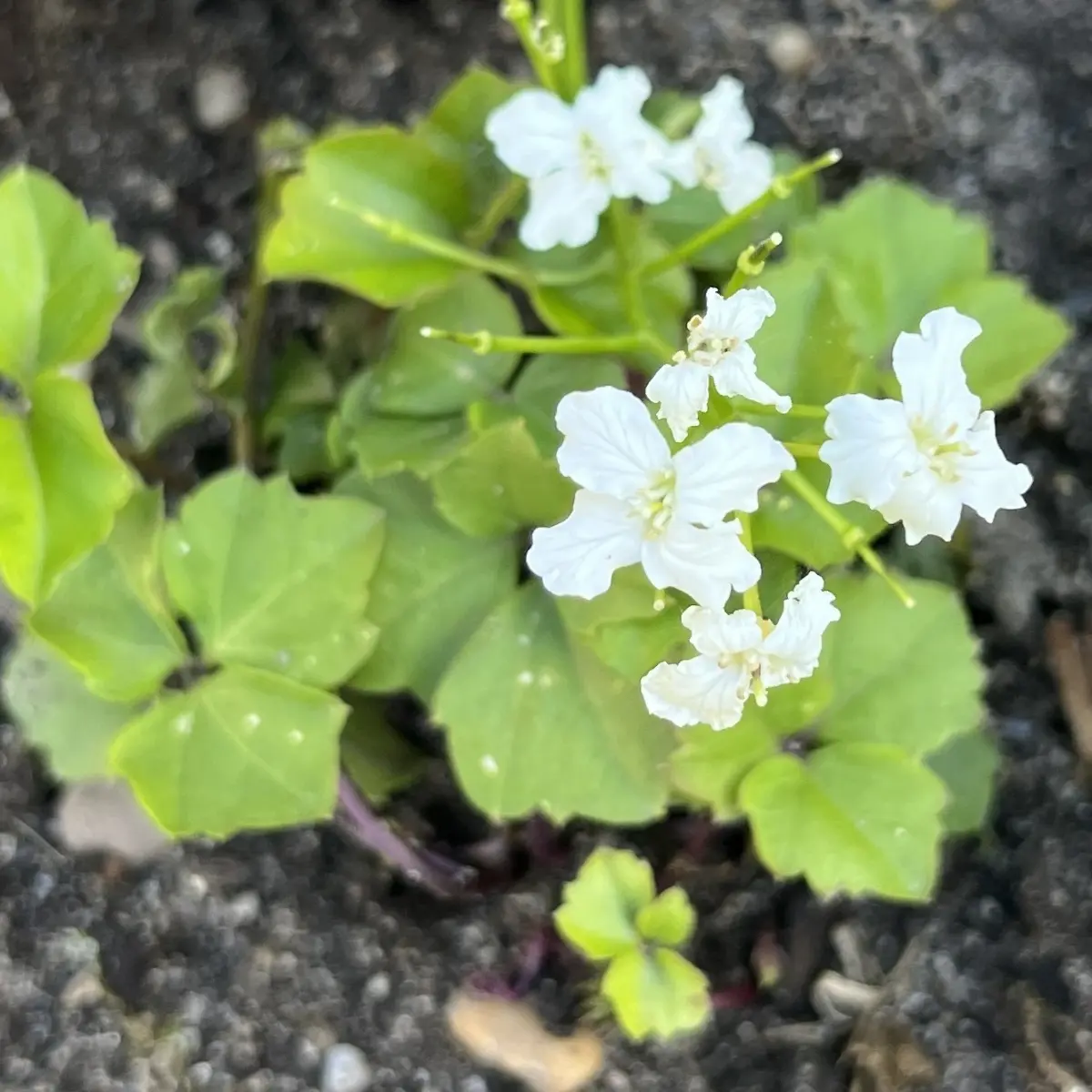 Cardamine trifolia (Pinksterbloem), wit bloeiend