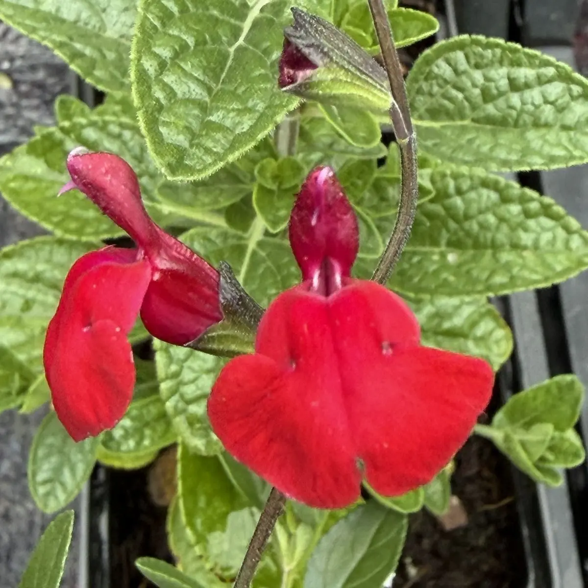 Salvia x jamensis ‘Rêve Rouge’ (Salie), donkerrood bloeiend