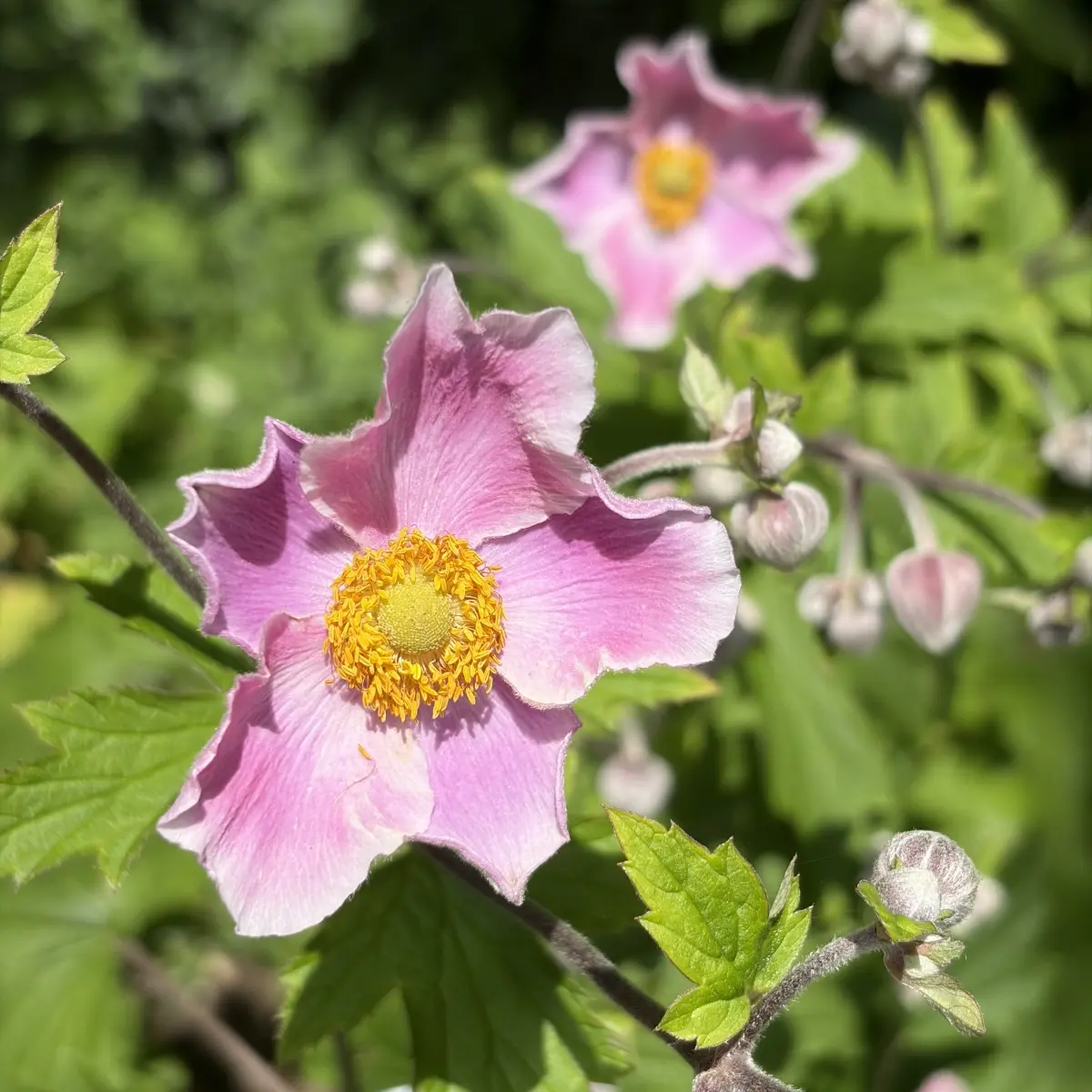 Anemone japonica (Japanse Anemoon), roze bloeiend