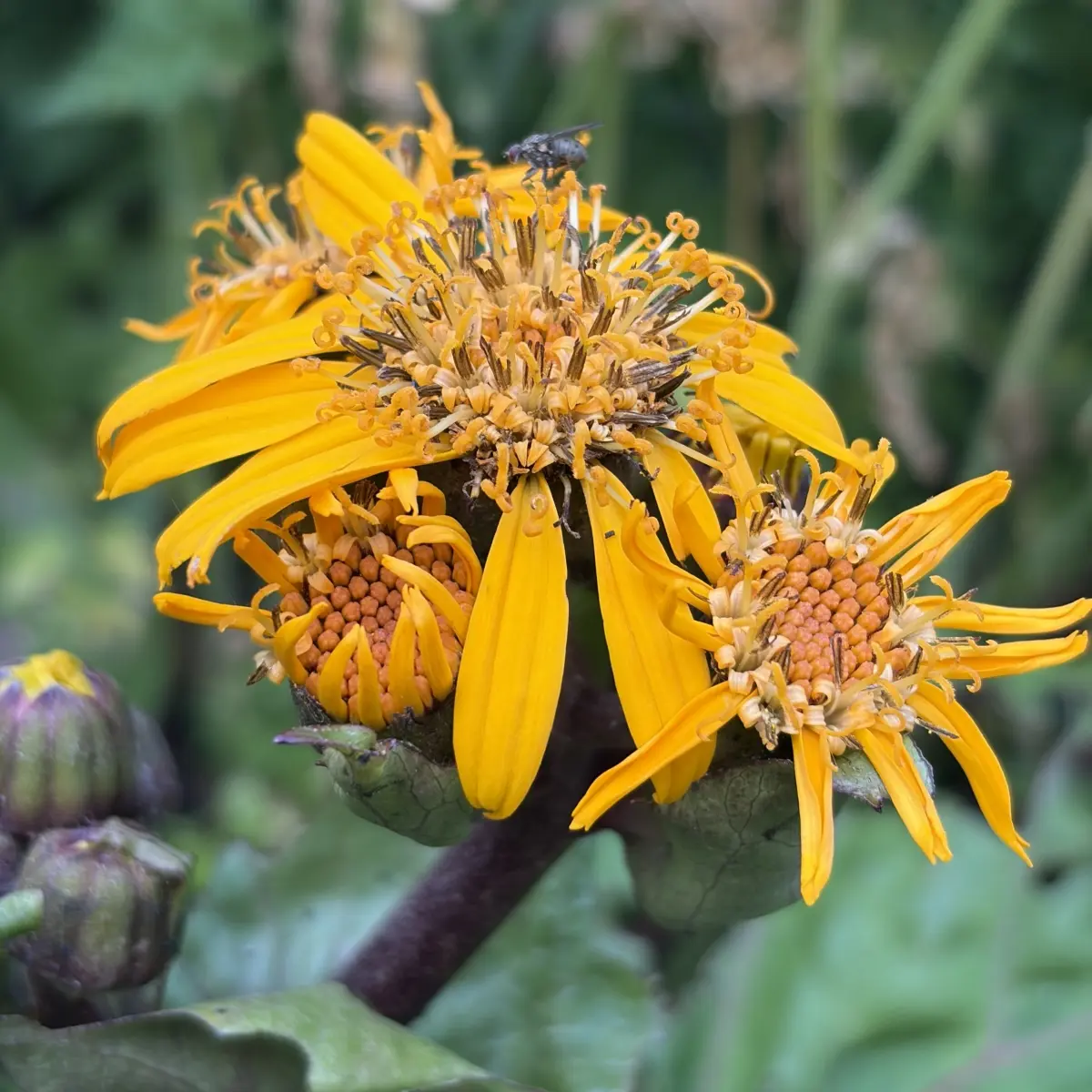 Ligularia dentata ‘Desdemona’ (Kruiskruid), geeloranje bloeiend