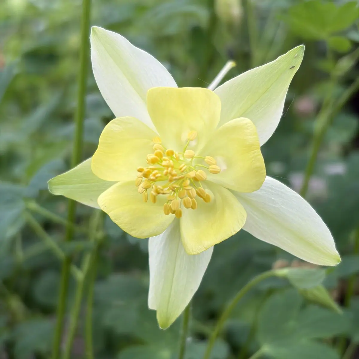 Aquilegia chrystantha ‘Yellow Queen’ (Akelei), geel bloeiend