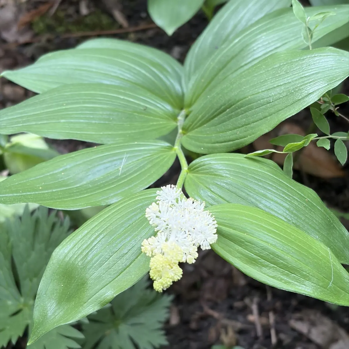 Maianthemum racemosum ‘Emily Moody’ (Valse Salomonszegel), crème wit bloeiend