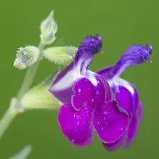 Salvia greggii ‘Cherry Lips’ (Salie), wit en magenta bloeiend