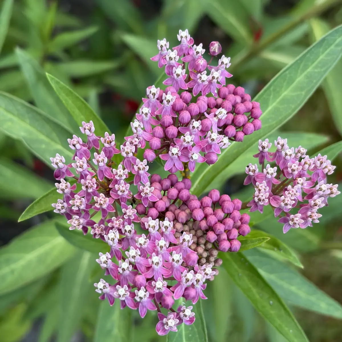 Asclepias incarnata (Zijdeplant), roze rood bloeiend