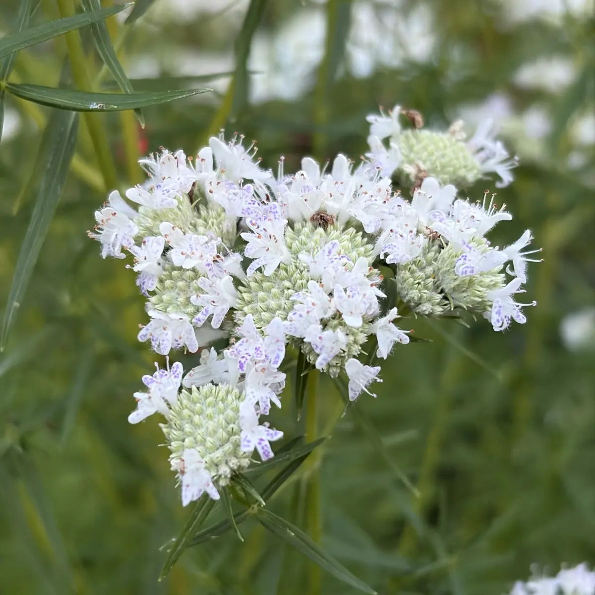 Pycnanthemum flexuosum (Bergmunt), wit bloeiend