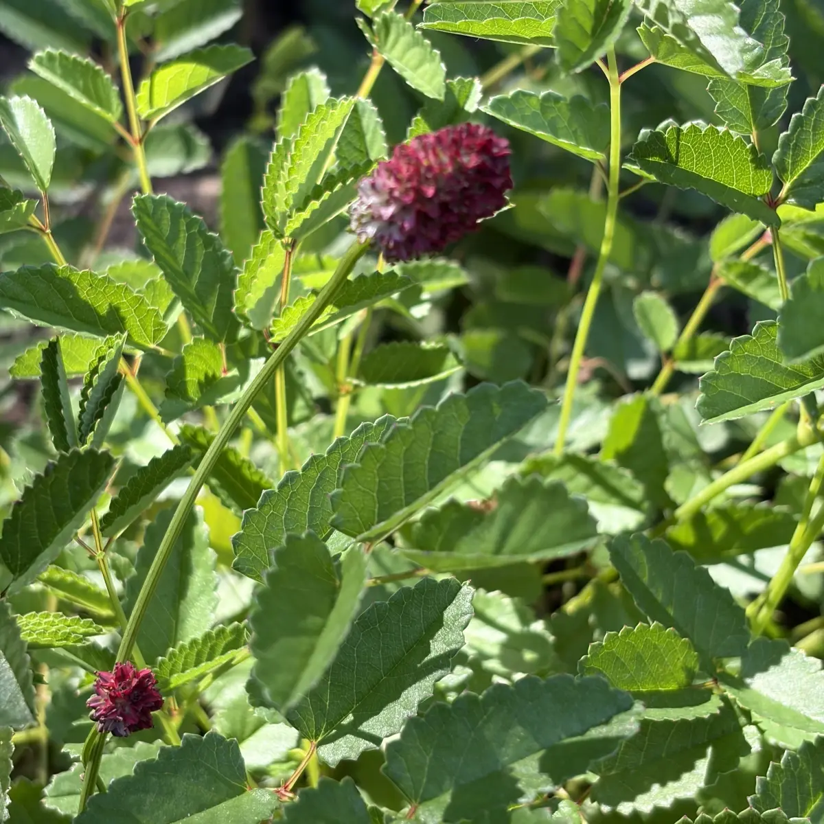 Sanguisorba officinalis ‘Tanna’ (Pimpernel), rood bloeiend