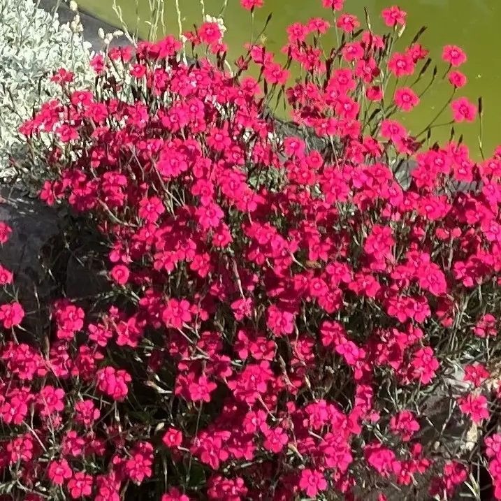 Dianthus deltoides (Steenanjer), donkerrood bloeiend