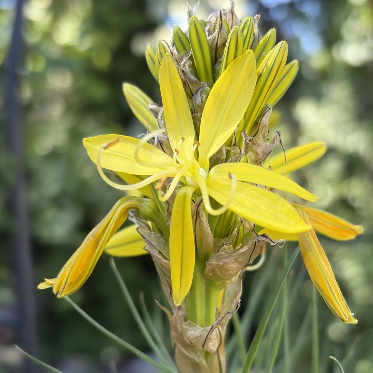 Asphodeline lutea (Gele affodil), geel bloeiend