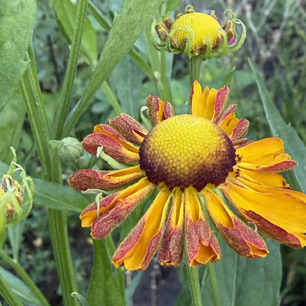 Helenium 'Rauchtopas' (Zonnekruid), roodbruin bloeiend