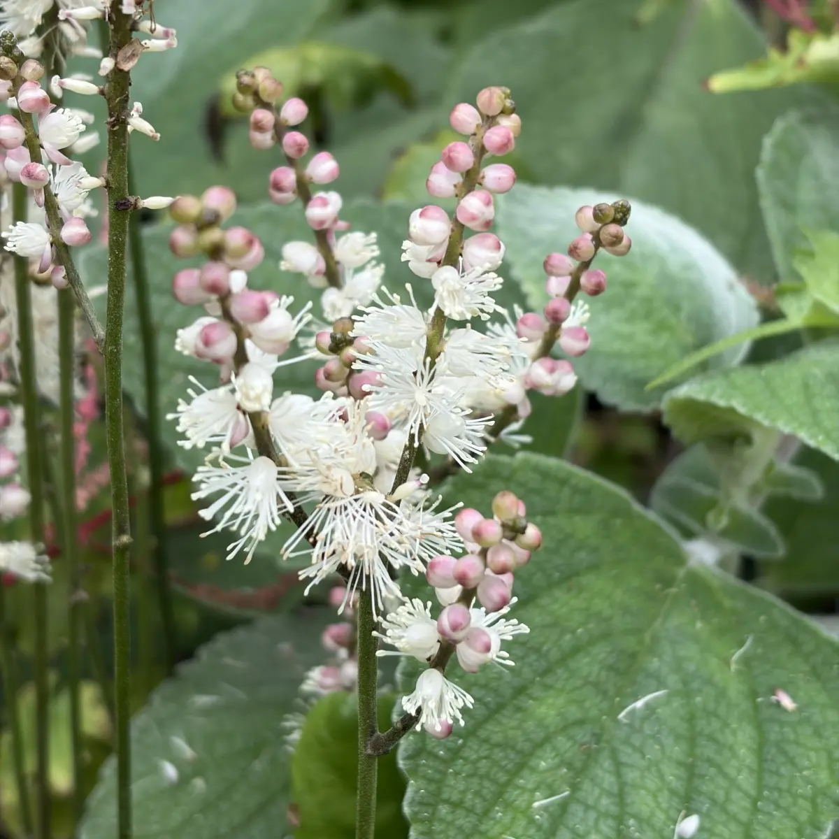 Actaea japonica ‘Cheju-do’ (Zilverkaars), wit bloeiend