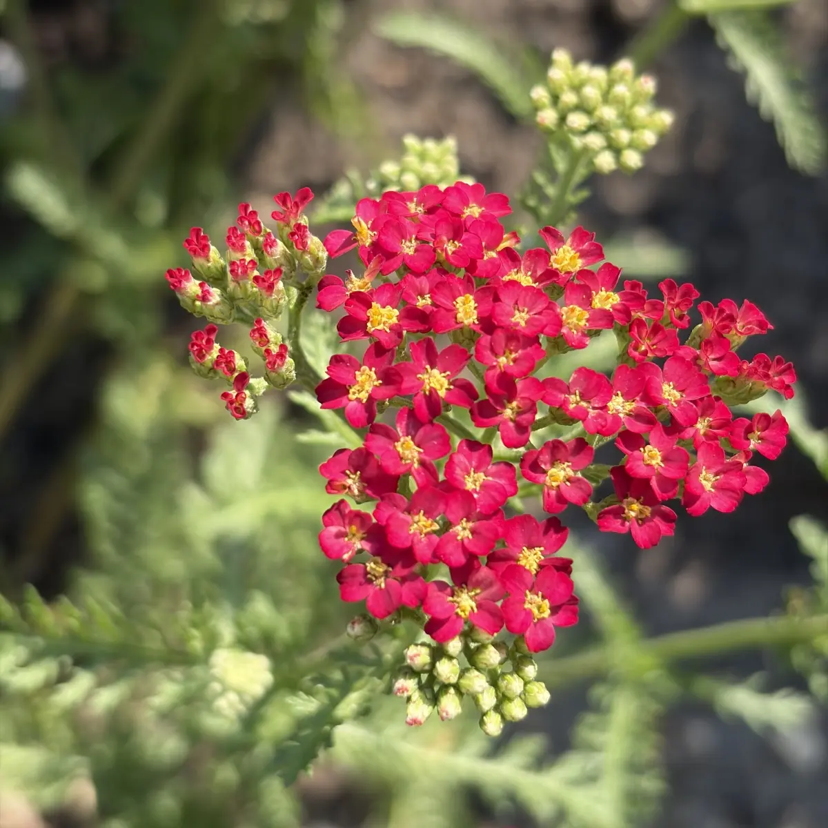 Achillea millefolium ‘Paprika’ (Duizendblad), oranjerood bloeiend