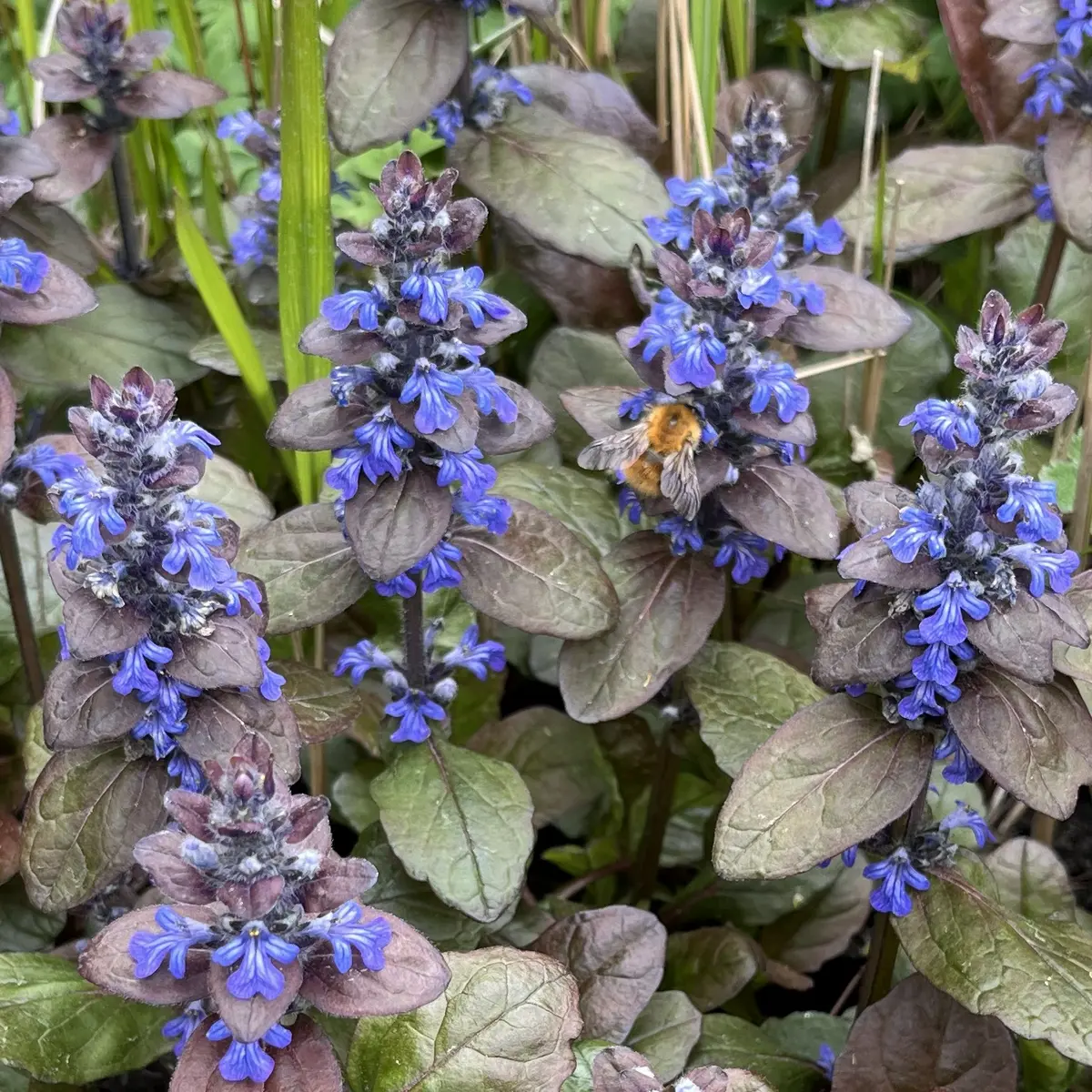 Ajuga reptans ‘Atropurpurea’ (Kruipend zenegroen), blauw bloeiend