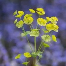 Euphorbia amygdaloides ‘Robbiae’ (Wolfsmelk), geelgroen bloeiend