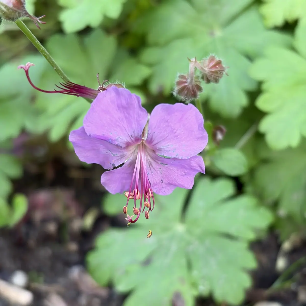 Geranium cantabrigiense 'Karmina' (Ooievaarsbek), paars bloeiend