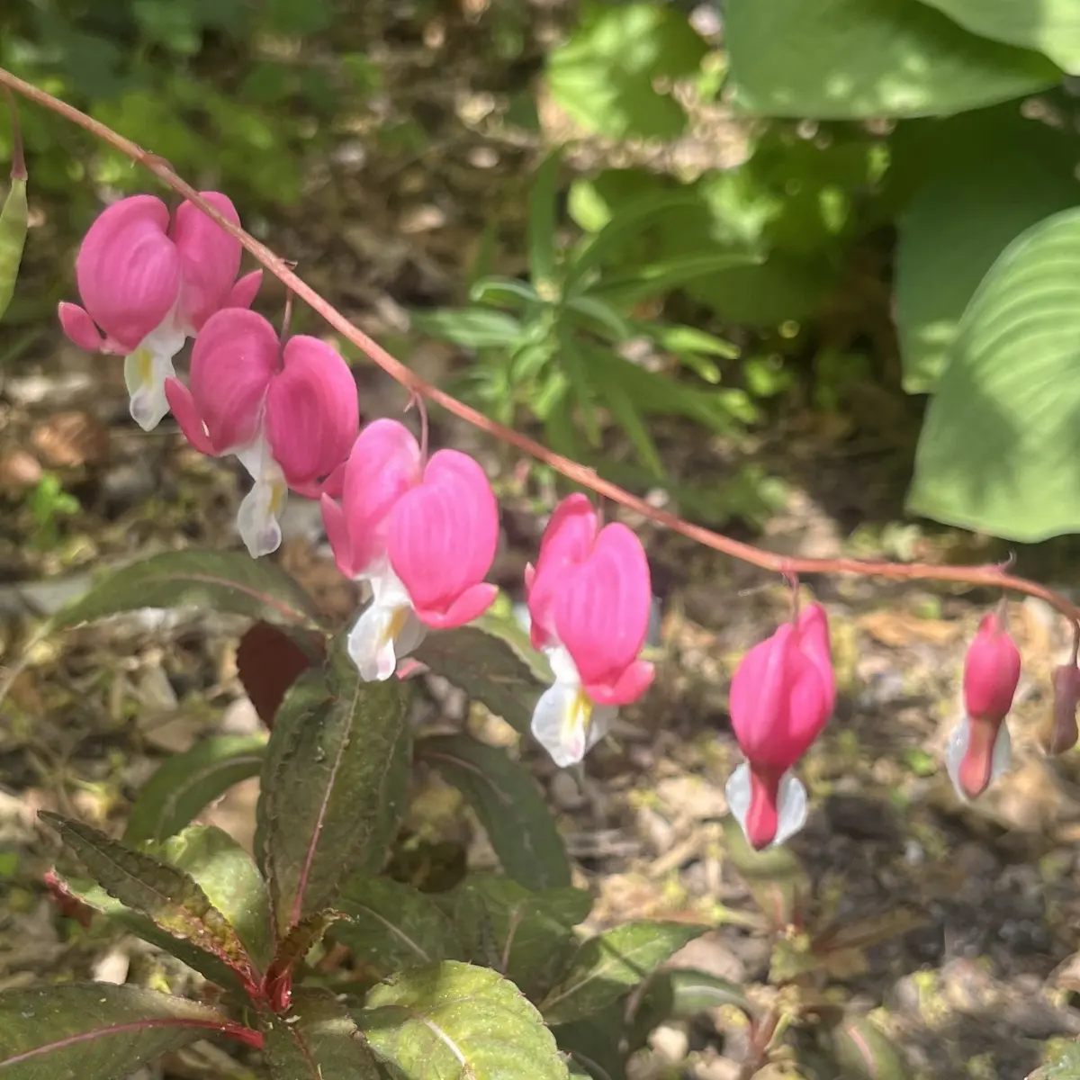 Dicentra spectabilis (Gebroken hartje), roze bloeiend