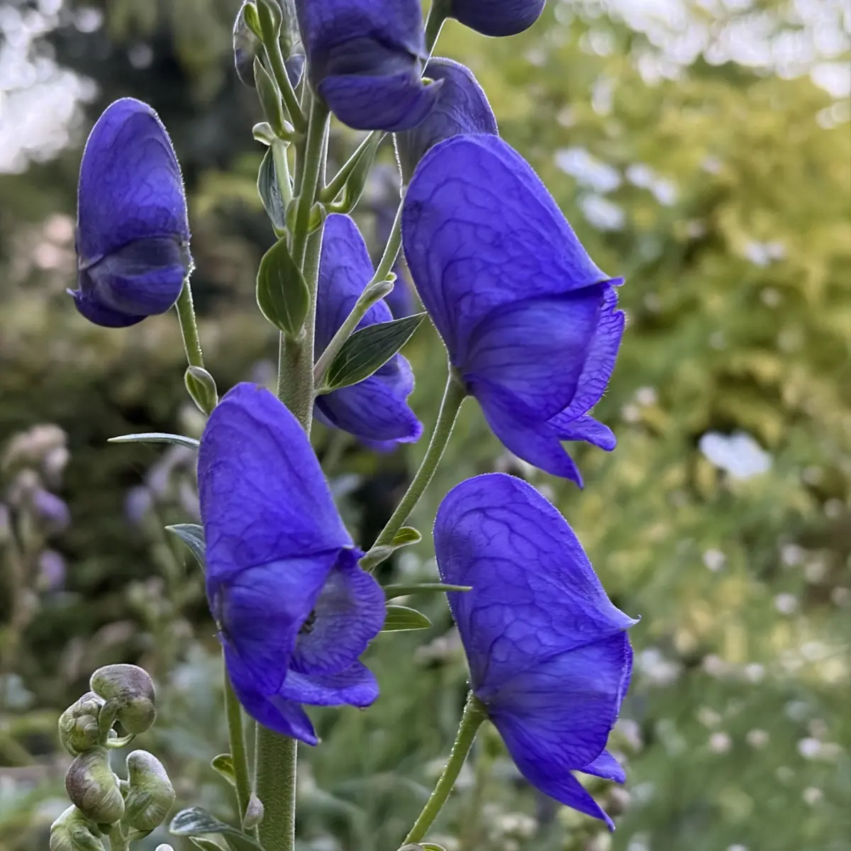 Aconitum carmichaelii ‘Arendsii’ (Monnikskap), paars bloeiend