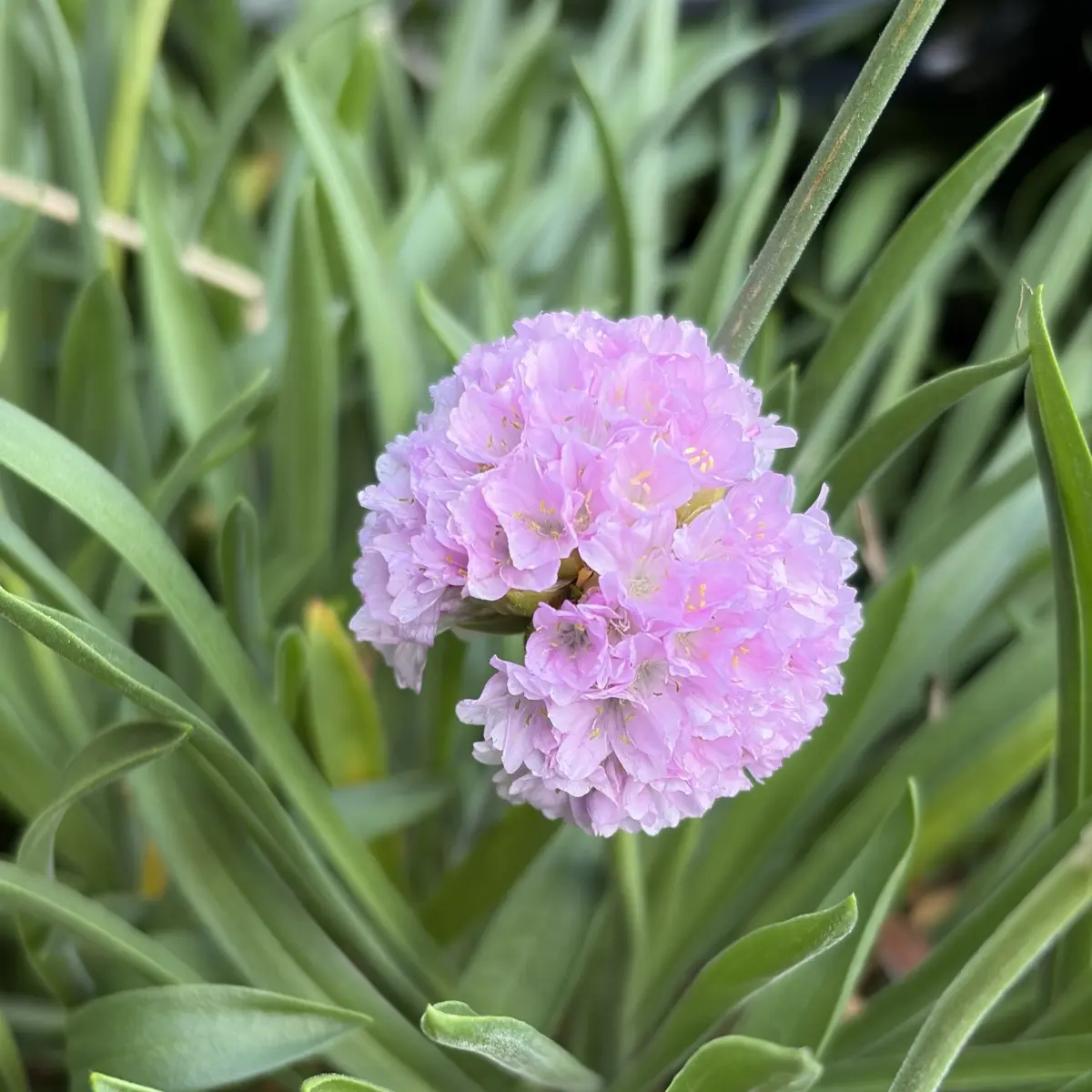 Armeria maritima ‘Bright Pink’ (Engels gras), roze bloeiend