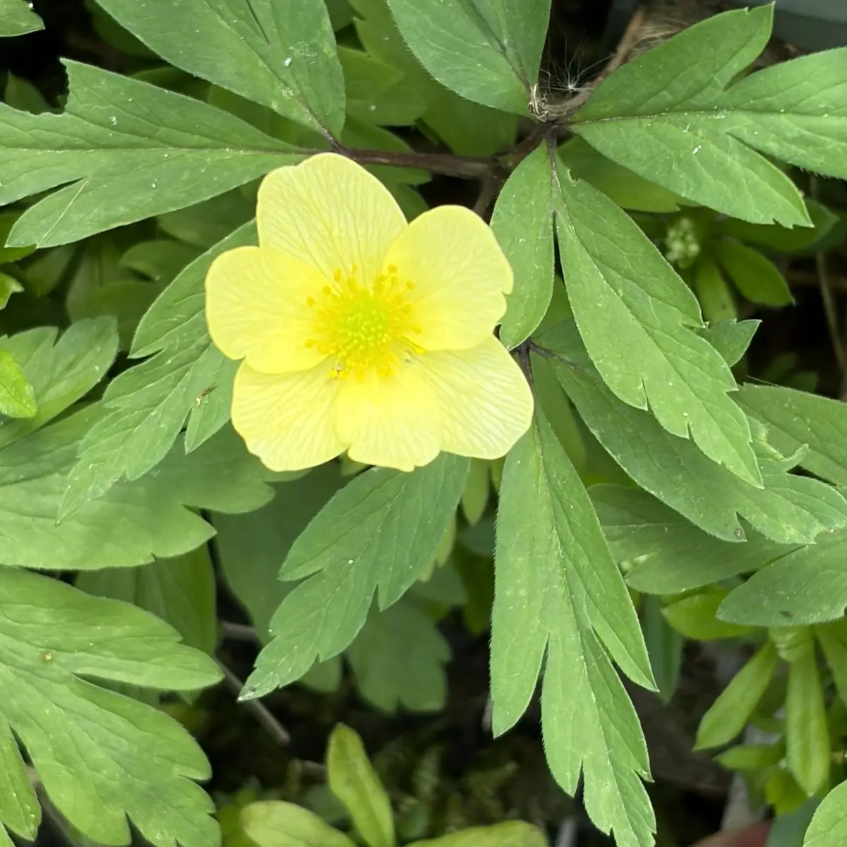 Anemone x lipsiensis (Anemoon), crème geel bloeiend