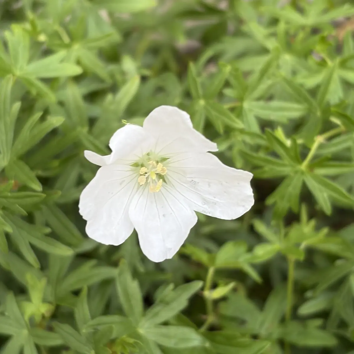 Geranium sanguineum ‘Album’ (Ooievaarsbek), wit bloeiend