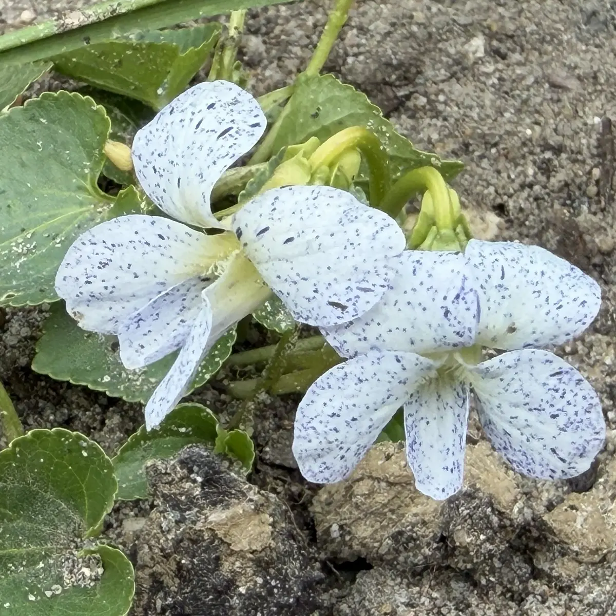 Viola sororia ‘Freckles’ (Viooltje), wit en blauw bloeiend