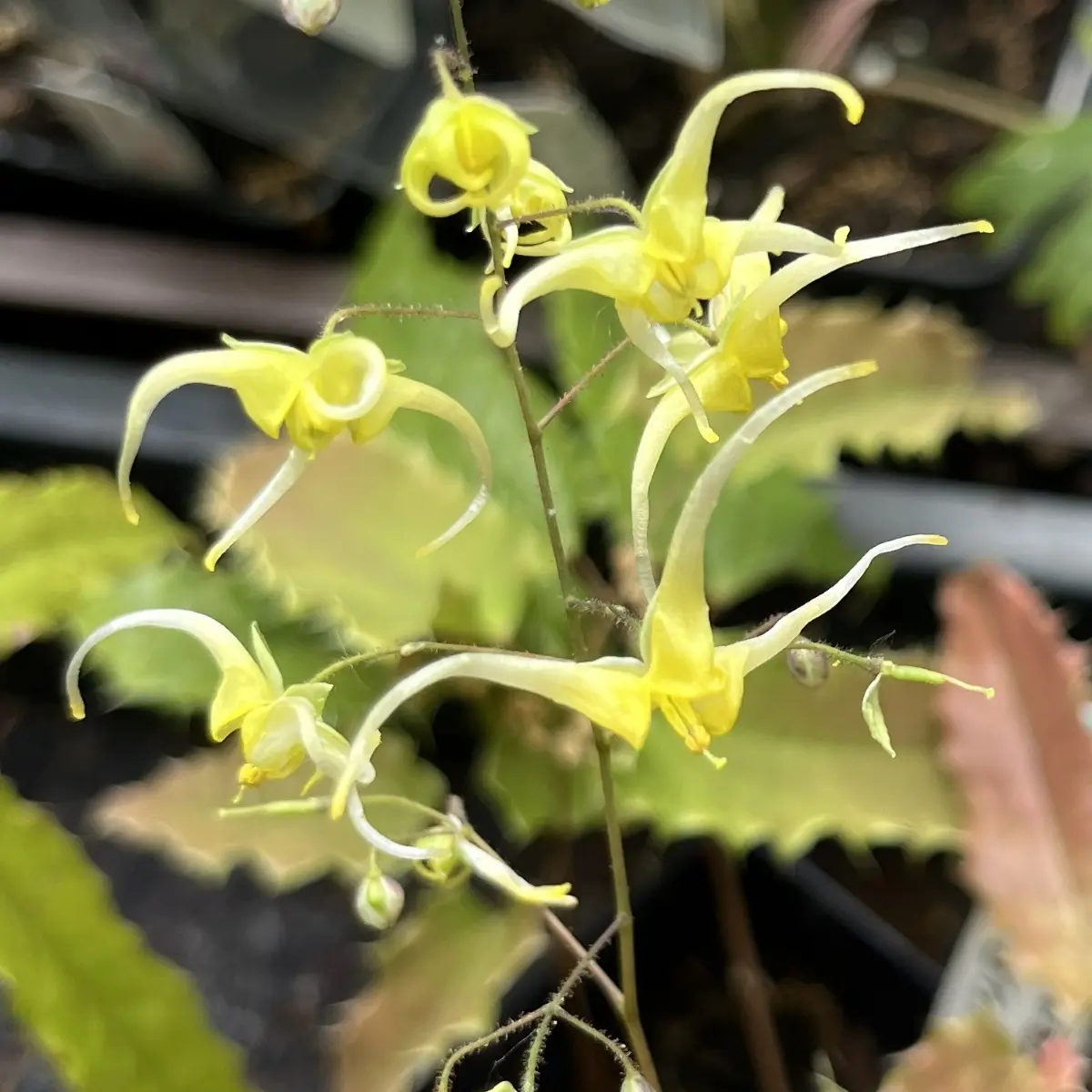 Epimedium ‘Spine Tingler’ (Elfenbloem), lichtgeel bloeiend
