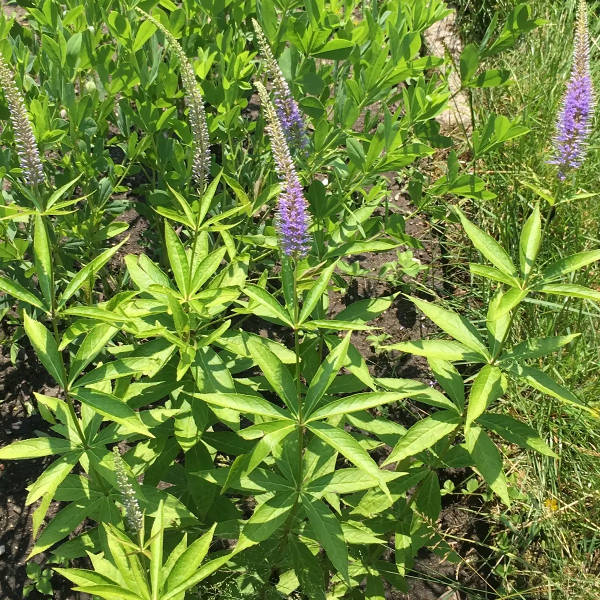 Veronicastrum virginicum 'Fascination' (Virginische Ereprijs), donkerlila bloeiend
