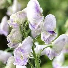 Aconitum carmichaelii 'Cloudy' (Monnikskap), wit en blauw bloeiend