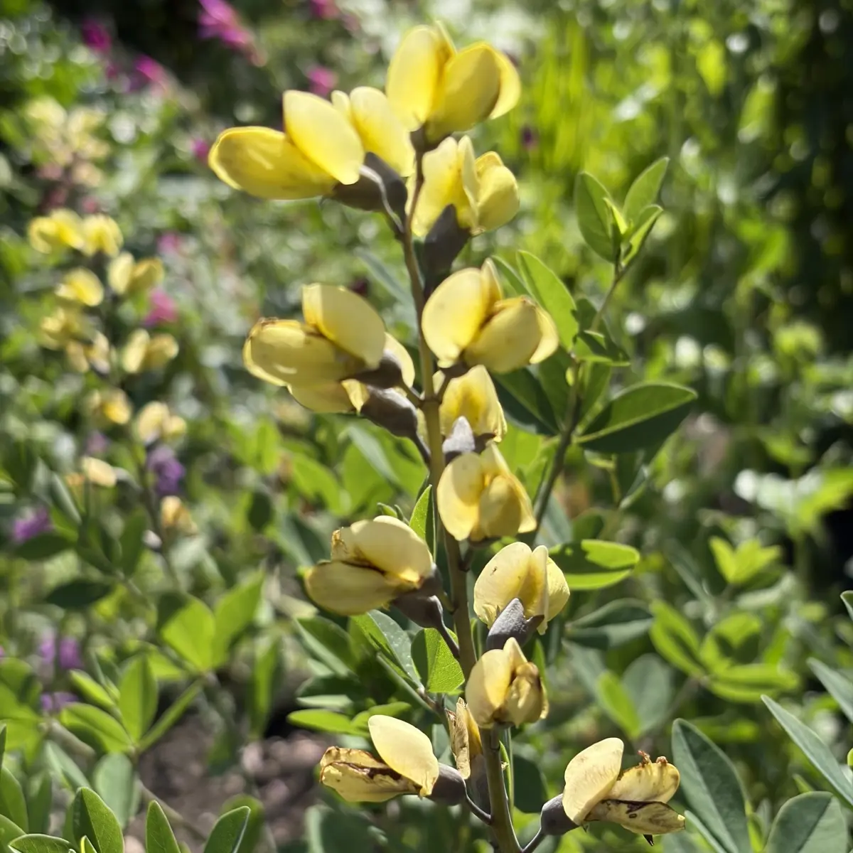 Baptisia ‘Lemon Meringue’ (Valse Indigo), licht citroen geel bloeiend