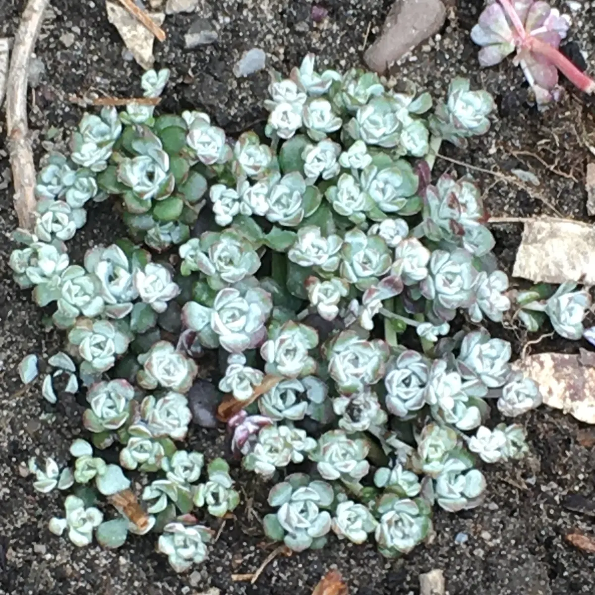 Sedum spathulifolium ‘Cape Blanco’ (Vetkruid), wit bloeiend