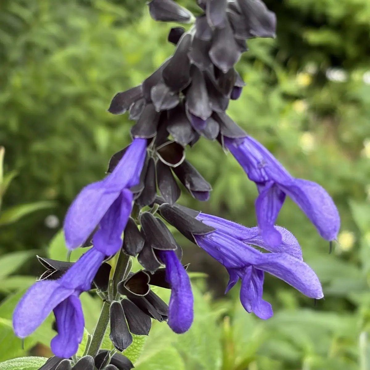 Salvia guaranitica  'Amistad' (Salie), donkerpaars bloeiend