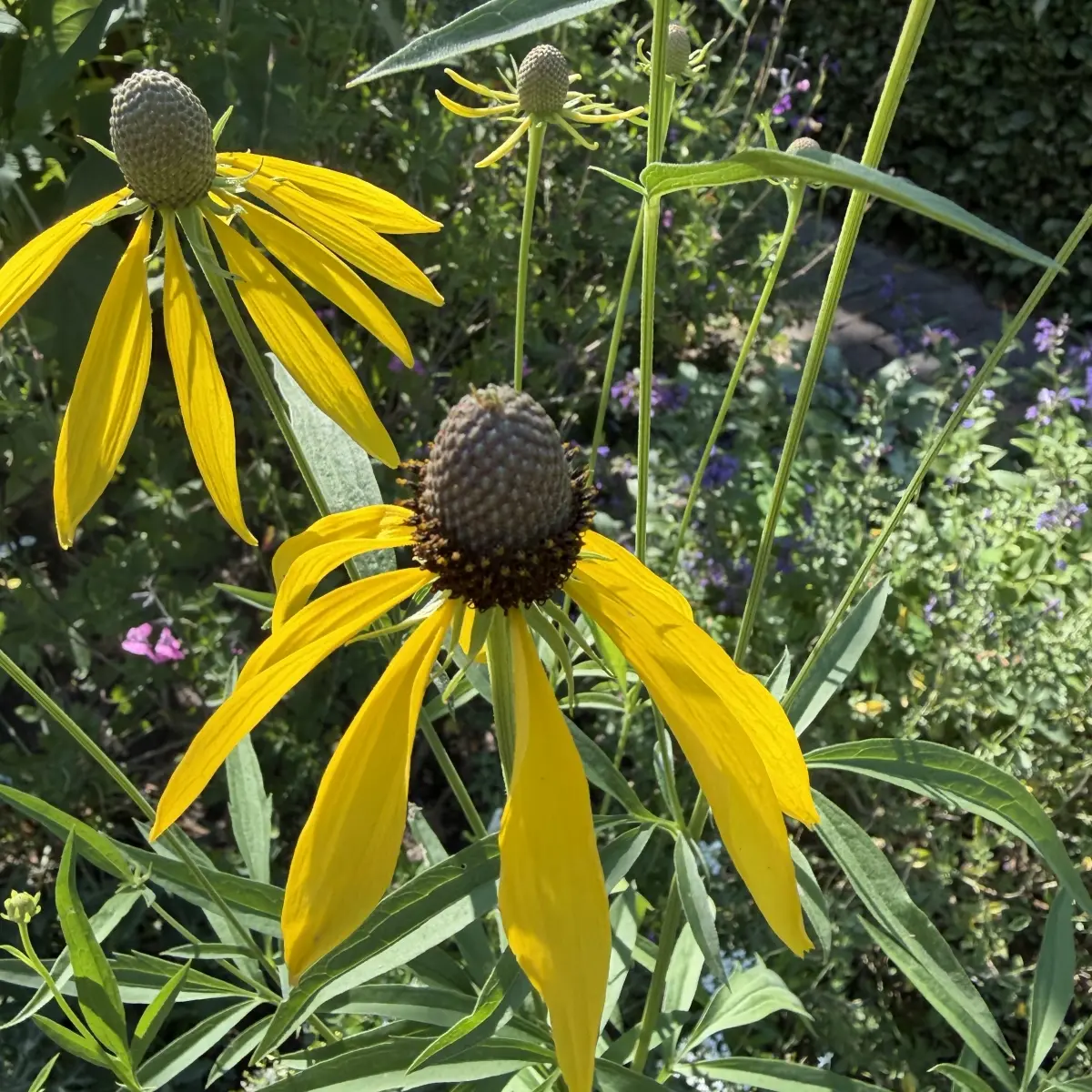 Ratibida pinnata (Prairiekegelbloem), geel bloeiend