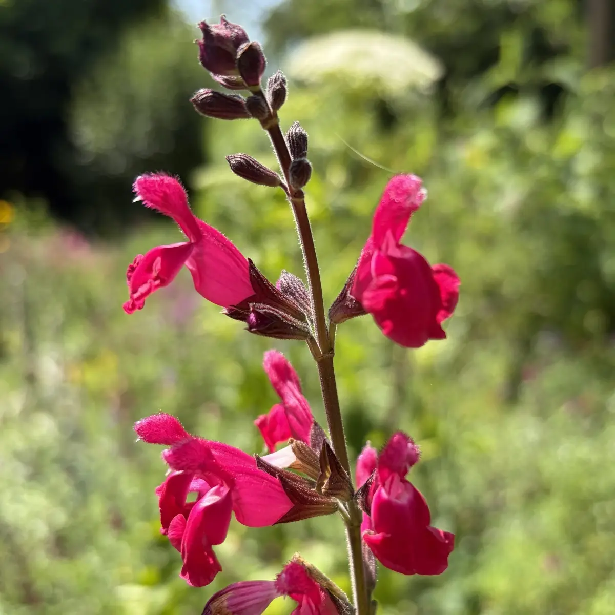 Salvia microphylla x S. involucrata ‘Pink Pong’ (Salie), fel frambozen roze bloeiend