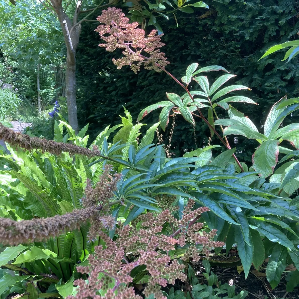 Rodgersia sambucifolia ‘Rothaut’ (Schout-bij-nacht), wit en roze bloeiend