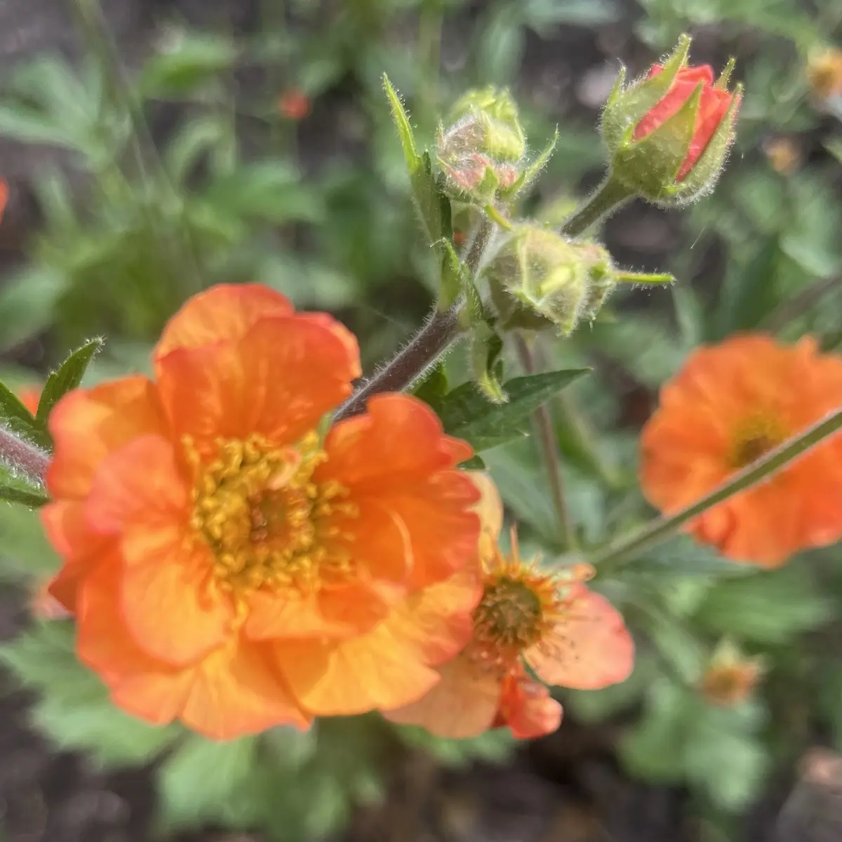 Geum ‘Totally Tangerine’ (Nagelkruid), oranje bloeiend