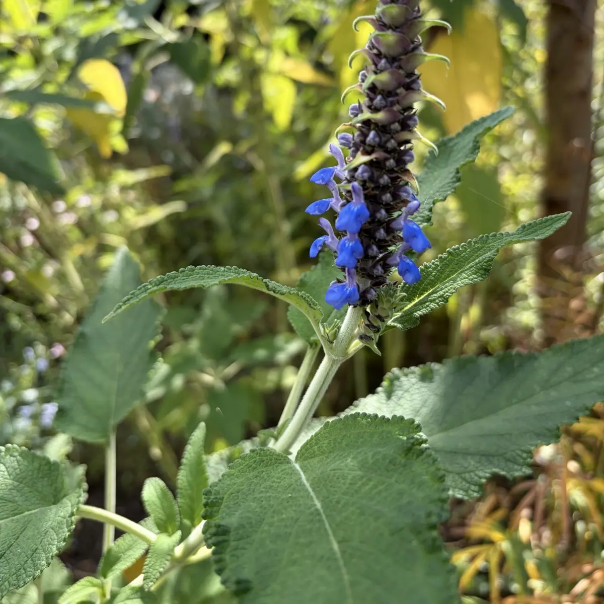 Salvia congestiflora (Salie), azuurblauw bloeiend