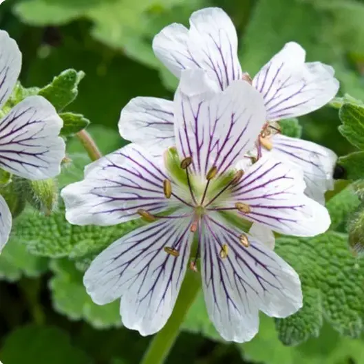 Geranium renardii (Ooievaarsbek), wit bloeiend