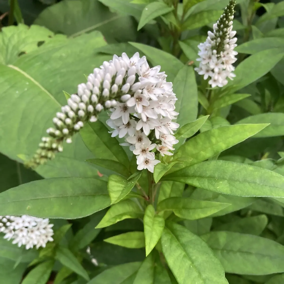 Lysimachia clethroides (Wederik), wit bloeiend