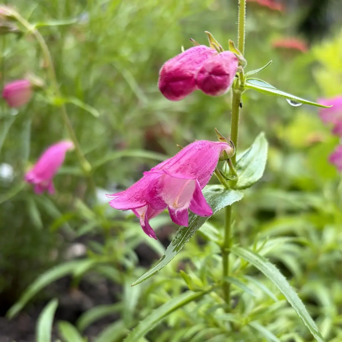 Penstemon ‘Elgar Light of Life’ (Slangenkop), lichtroze bloeiend