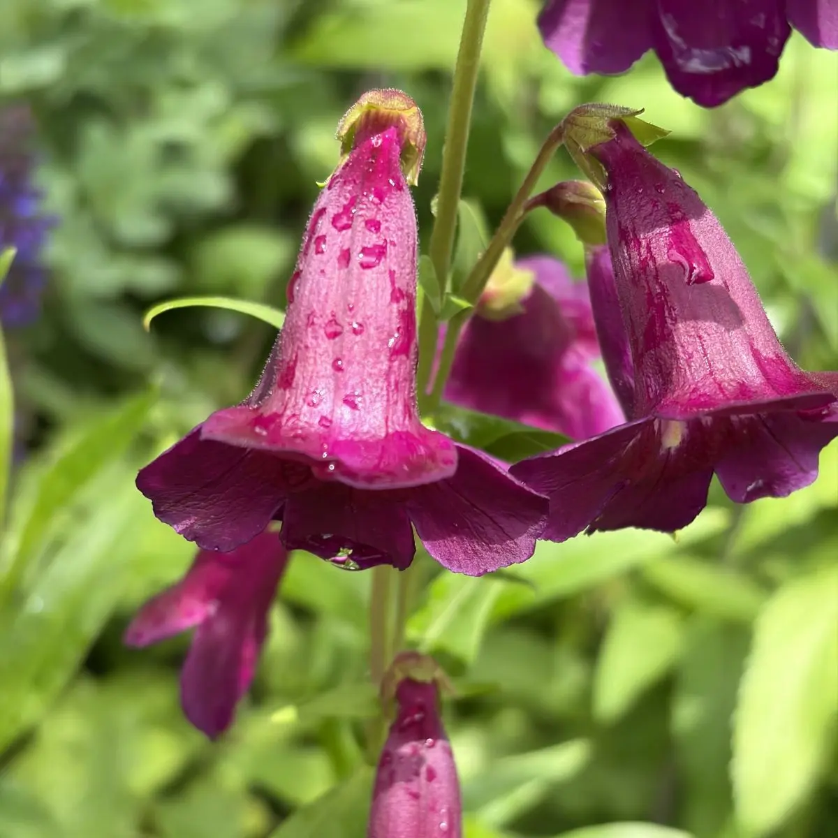 Penstemon ‘Raven’ (Slangenkop), paarsrood bloeiend