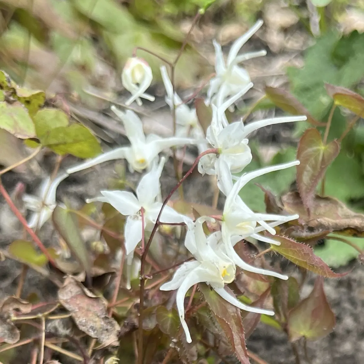 Epimedium grandiflorum higoense (Elfenbloem), wit bloeiend