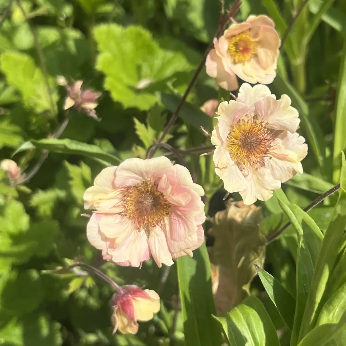 Geum ‘Mai Tai’ (Nagelkruid), lichtoranje bloeiend