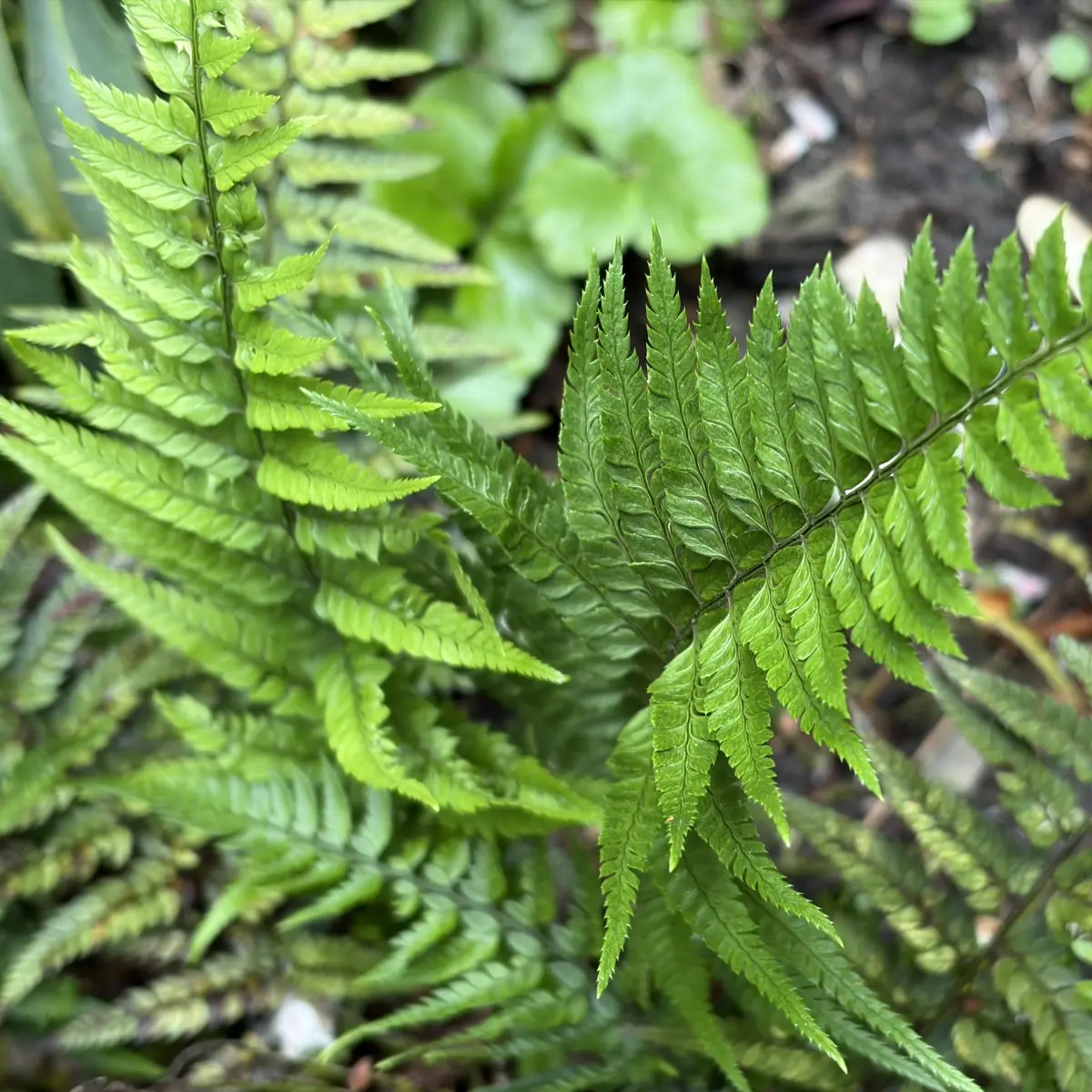 Polystichum tsussimense (Smalle naaldvaren), groen bloeiend