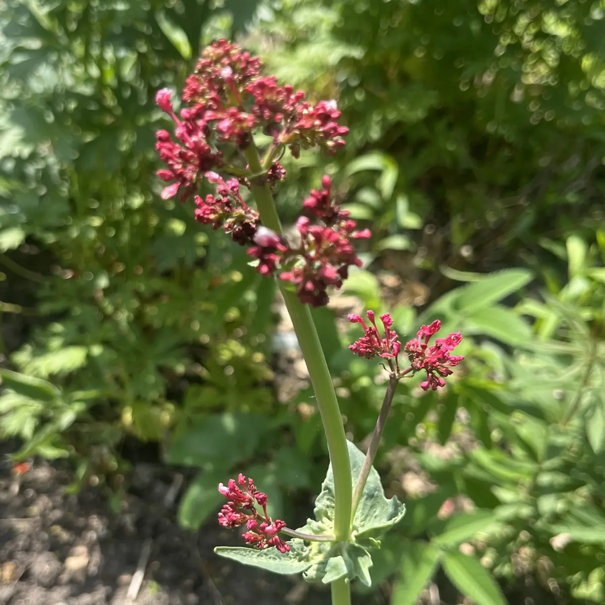 Centranthus ruber ‘Coccineus’ (Rode Valeriaan), scharlakenrood bloeiend
