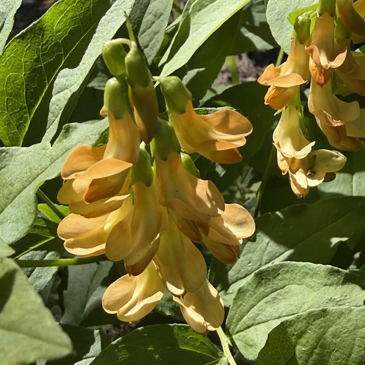 Lathyrus gmelinii (Vaste pronkerwt), oranje geel bloeiend