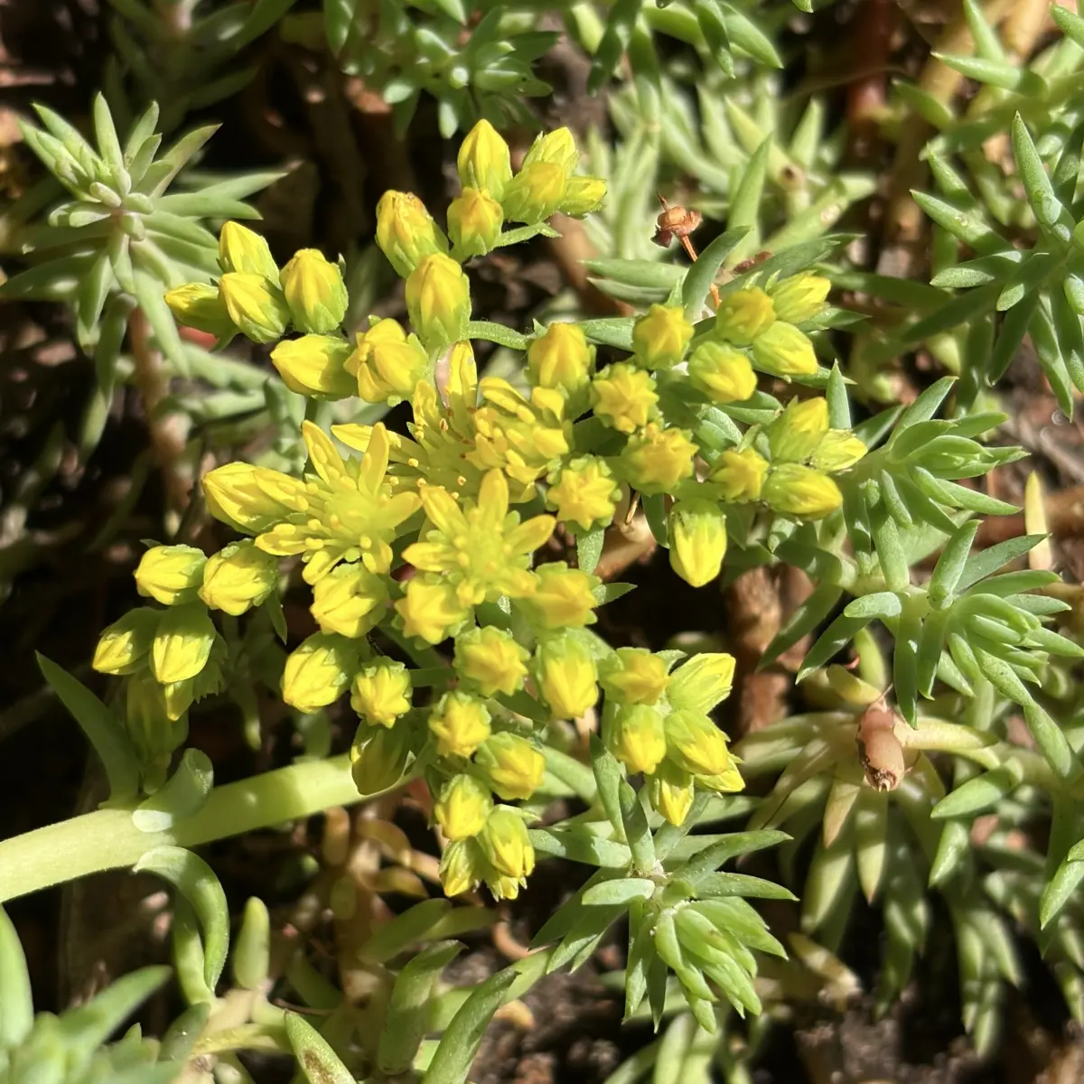 Sedum reflexum (Tripmadam - vetkruid), geel bloeiend