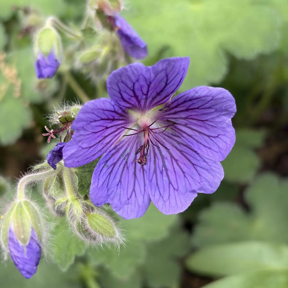 Geranium ‘Phillipe Vapelle‘ (Ooievaarsbek), blauw bloeiend
