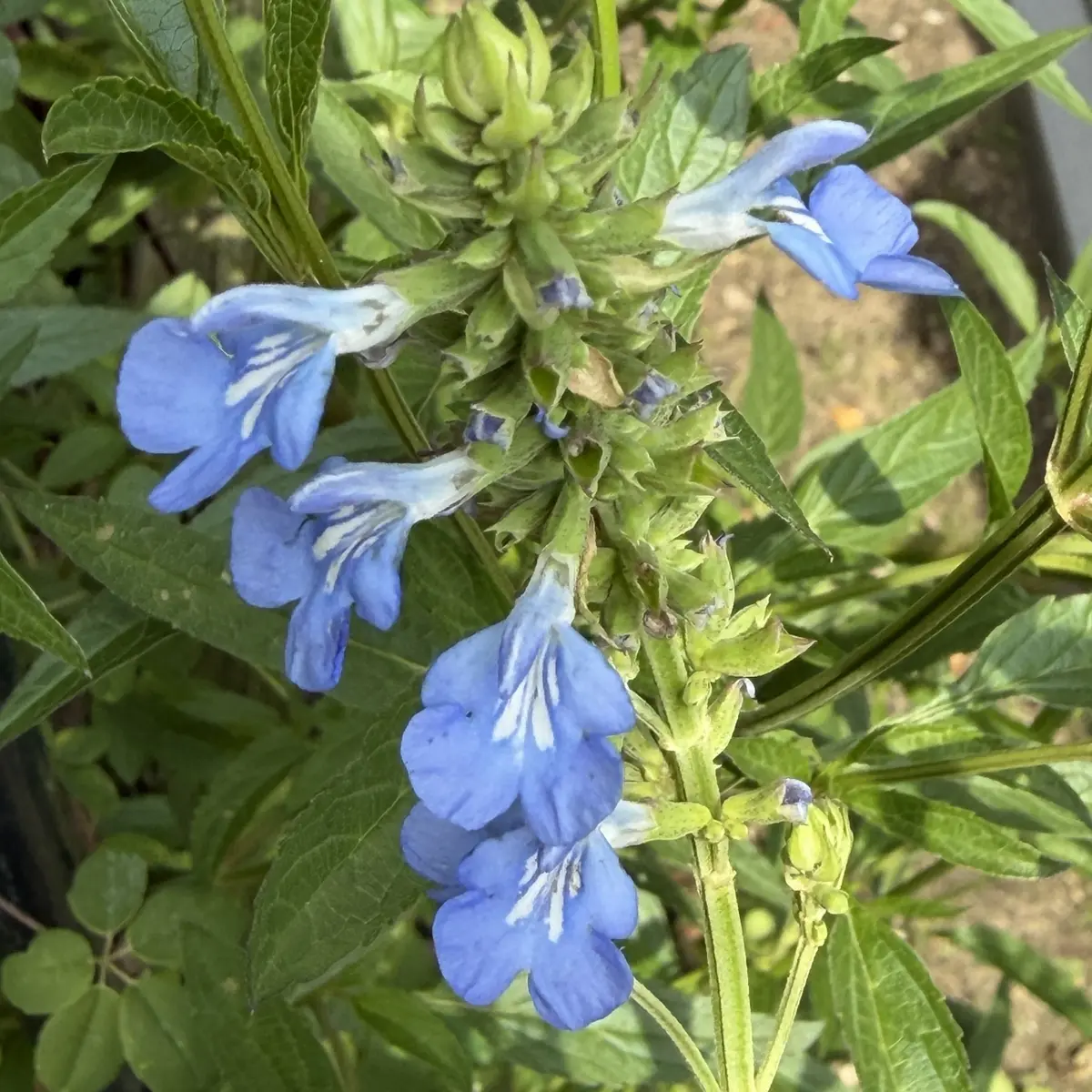 Salvia uliginosa ‘Ballon Azul’ (Salie), azuurblauw bloeiend