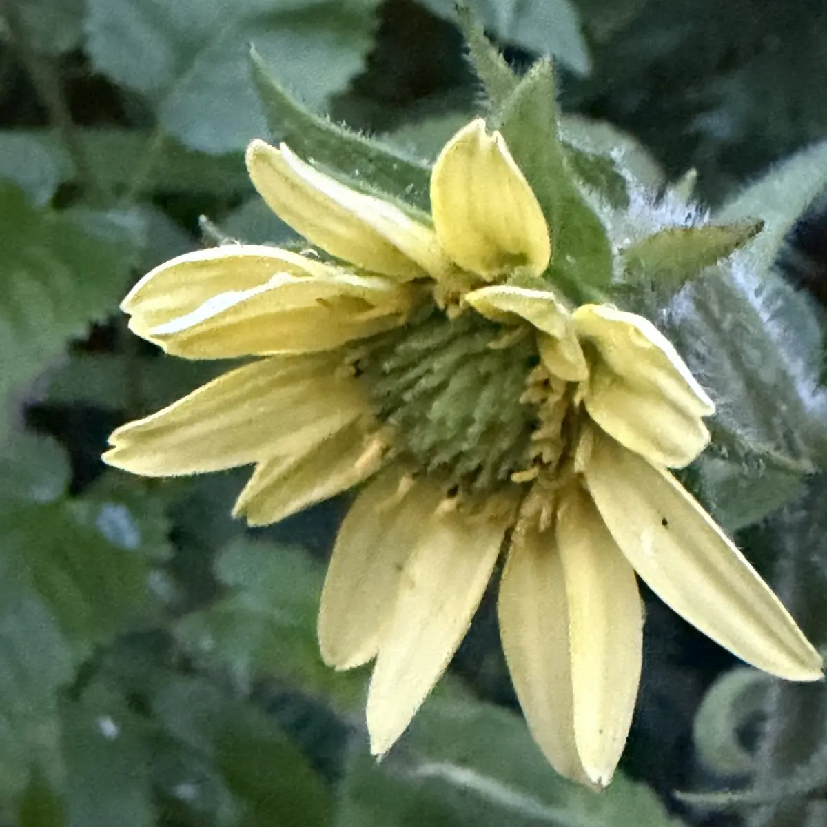 Silphium mohrii (Kompasplant), lichtgeel bloeiend