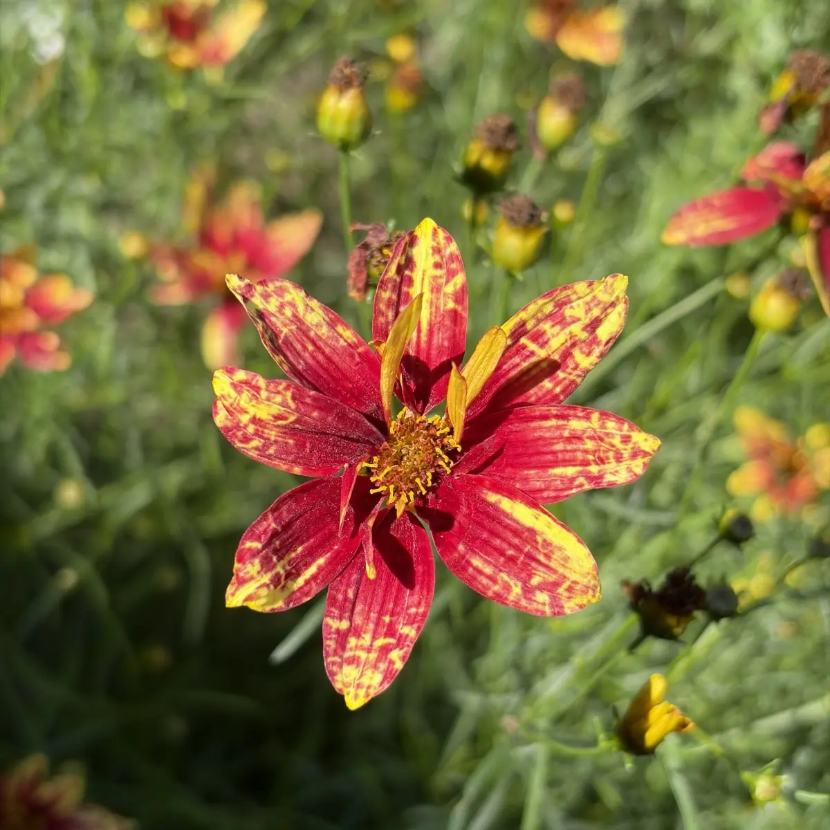 Coreopsis verticilata ‘Red Elf’ (meisjesogen), donkerrood bloeiend