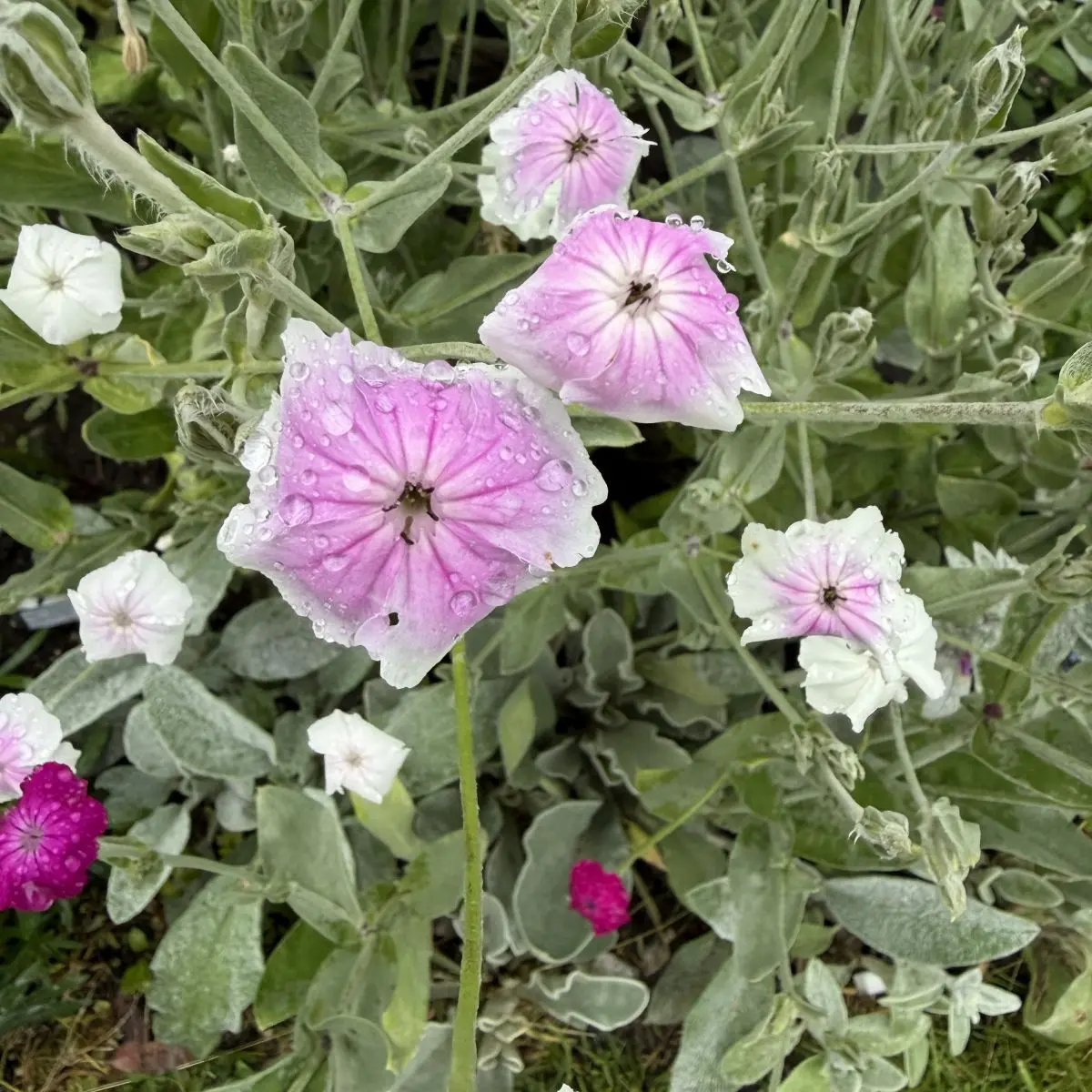 Lychnis coronaria 'Oculata' (Koekoeksbloem), wit en roze bloeiend